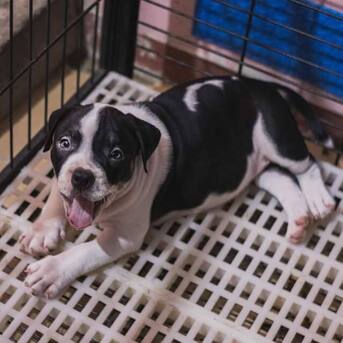 Boston, Pet Supplies, USD 150,  English Bulldogs For Rehoming And Adoption Available
