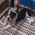 USD 150,  English Bulldogs For Rehoming And Adoption Available