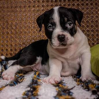 Boston, Pet Supplies, USD 150,  English Bulldogs For Rehoming And Adoption Available