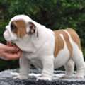 USD 200,  English Bullies Up For Adoption