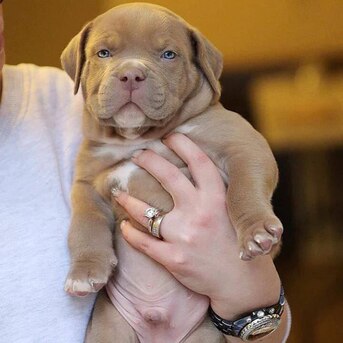Dallas, Pet Supplies, USD 120,  This Beautiful Bulldog Is Available For Sale/adoption At Discount Price