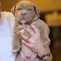 USD 120,  This Beautiful Bulldog Is Available For Sale/adoption At Discount Price
