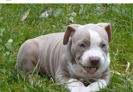 Houston, Pet Supplies, USD 500,  English Bulldogs For Rehoming And Adoption Within USA