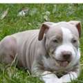 USD 500,  English Bulldogs For Rehoming And Adoption Within USA
