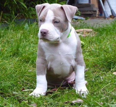 Houston, Pet Supplies, USD 500,  English Bulldogs For Rehoming And Adoption Within USA