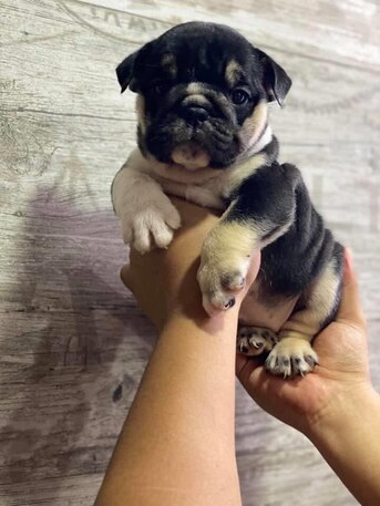 Los Angeles, Pet Supplies, USD 250,  English Bulldog Available For Rehoming And Adoption If Interested Contact Me For More Inf