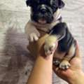 USD 250,  English Bulldog Available For Rehoming And Adoption If Interested Contact Me For More Inf