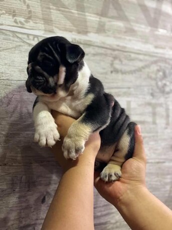 Los Angeles, Pet Supplies, USD 250,  English Bulldog Available For Rehoming And Adoption If Interested Contact Me For More Inf