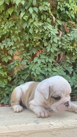 Miami, Pet Supplies, USD 140,  Bulldog For Sale