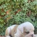 USD 140,  Bulldog For Sale