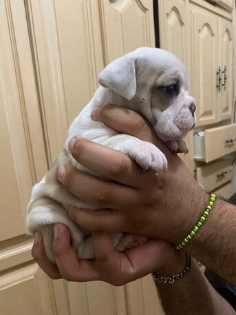 Miami, Pet Supplies, USD 140,  Bulldog For Sale