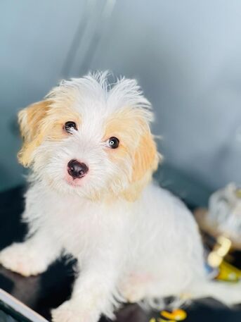 San Francisco, Pet Supplies, USD 150,  Sweet Molly Is Ready For A New Home