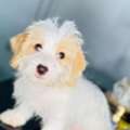 USD 150,  Sweet Molly Is Ready For A New Home