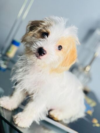 San Francisco, Pet Supplies, USD 150,  Sweet Molly Is Ready For A New Home