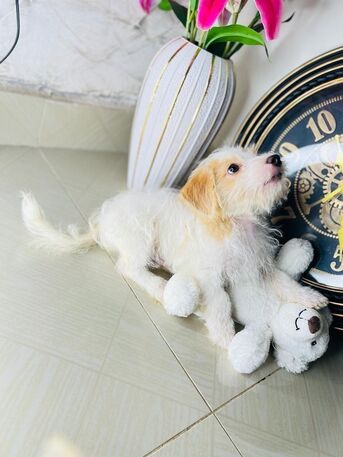 San Francisco, Pet Supplies, USD 150,  Sweet Molly Is Ready For A New Home