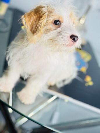 San Francisco, Pet Supplies, USD 150,  Sweet Molly Is Ready For A New Home