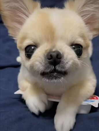 Washington DC, Pet Supplies, USD 170,  Teacup Yorkie For Adoption