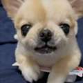 USD 170, Teacup Yorkie For Adoption