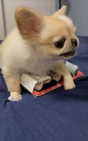 Washington DC, Pet Supplies, USD 170,  Teacup Yorkie For Adoption