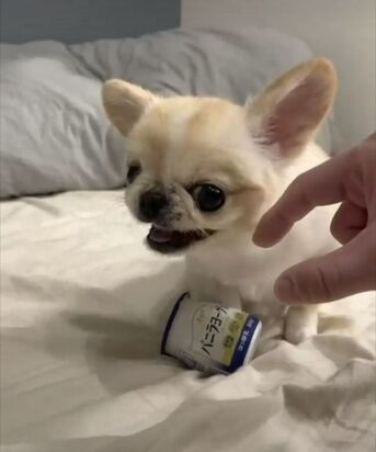 Washington DC, Pet Supplies, USD 170,  Teacup Yorkie For Adoption