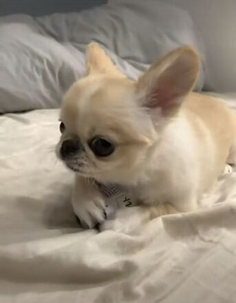Washington DC, Pet Supplies, USD 170,  Teacup Yorkie For Adoption