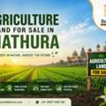 INR 1,  1250 Sq. Yard,  Agriculture Land For Sale In Mathura: A Smart Investment Opportunity For Farmers And Inves