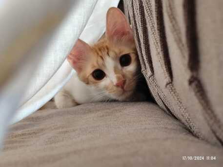 Riyadh, Pet Adoption, Sweet Cat Seeking A Loving Home- Cat Adoption