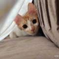 Sweet Cat Seeking A Loving Home- Cat Adoption