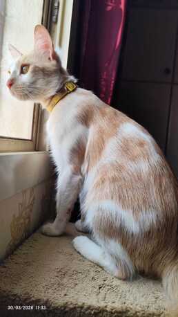 Riyadh, Pet Adoption, Sweet Cat Seeking A Loving Home- Cat Adoption