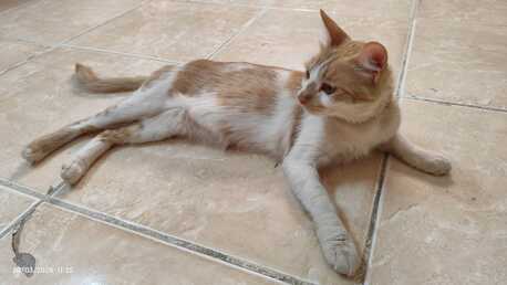 Riyadh, Pet Adoption, Sweet Cat Seeking A Loving Home- Cat Adoption