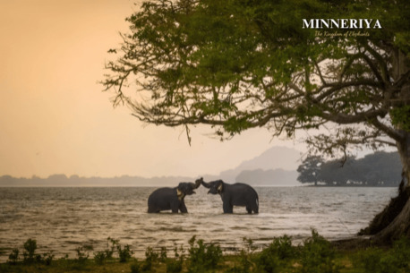 Colombo, Travel, Premium Chauffeur & Custom Tours Sri Lanka - Pay On Arrival