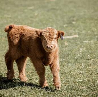 Austin, Pet Supplies, USD 800,  Adorable Mini Highland Calf For Sale