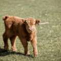 USD 800,  Adorable Mini Highland Calf For Sale