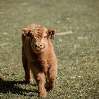 Austin, Pet Supplies, USD 800,  Adorable Mini Highland Calf For Sale