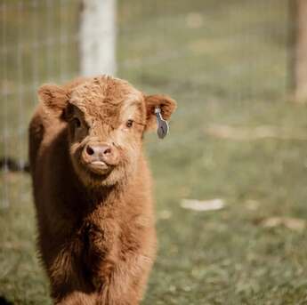 Austin, Pet Supplies, USD 800,  Adorable Mini Highland Calf For Sale