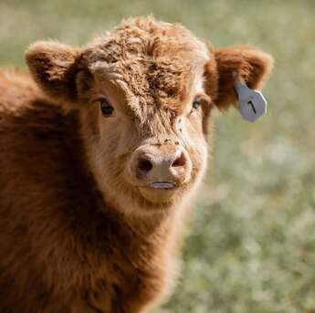Austin, Pet Supplies, USD 800,  Adorable Mini Highland Calf For Sale