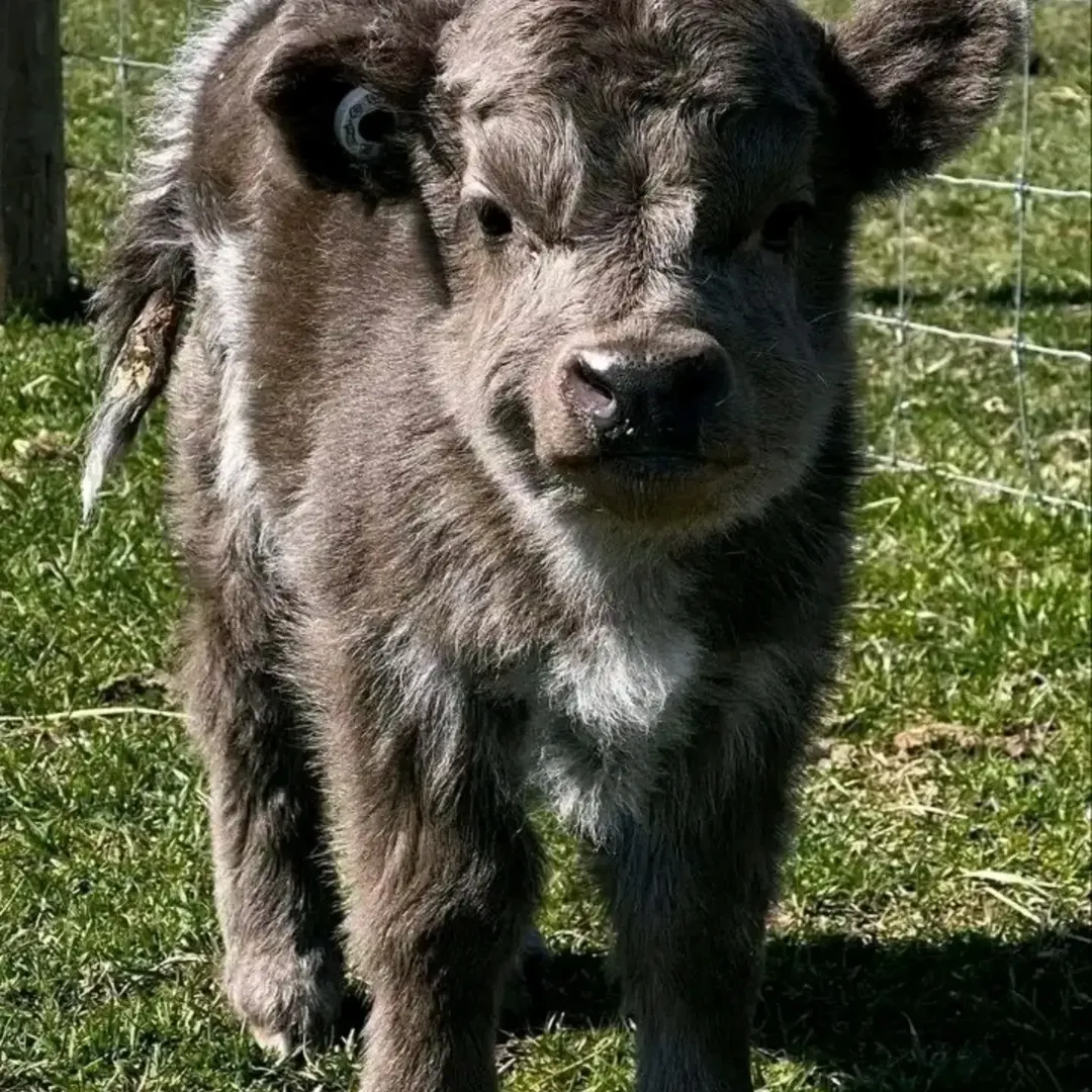 Boston, Pet Supplies, USD 900,  Stunning Mini Highland Calf For Sale