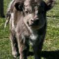 USD 900,  Stunning Mini Highland Calf For Sale
