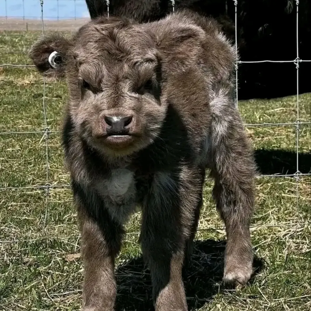 Boston, Pet Supplies, USD 900,  Stunning Mini Highland Calf For Sale
