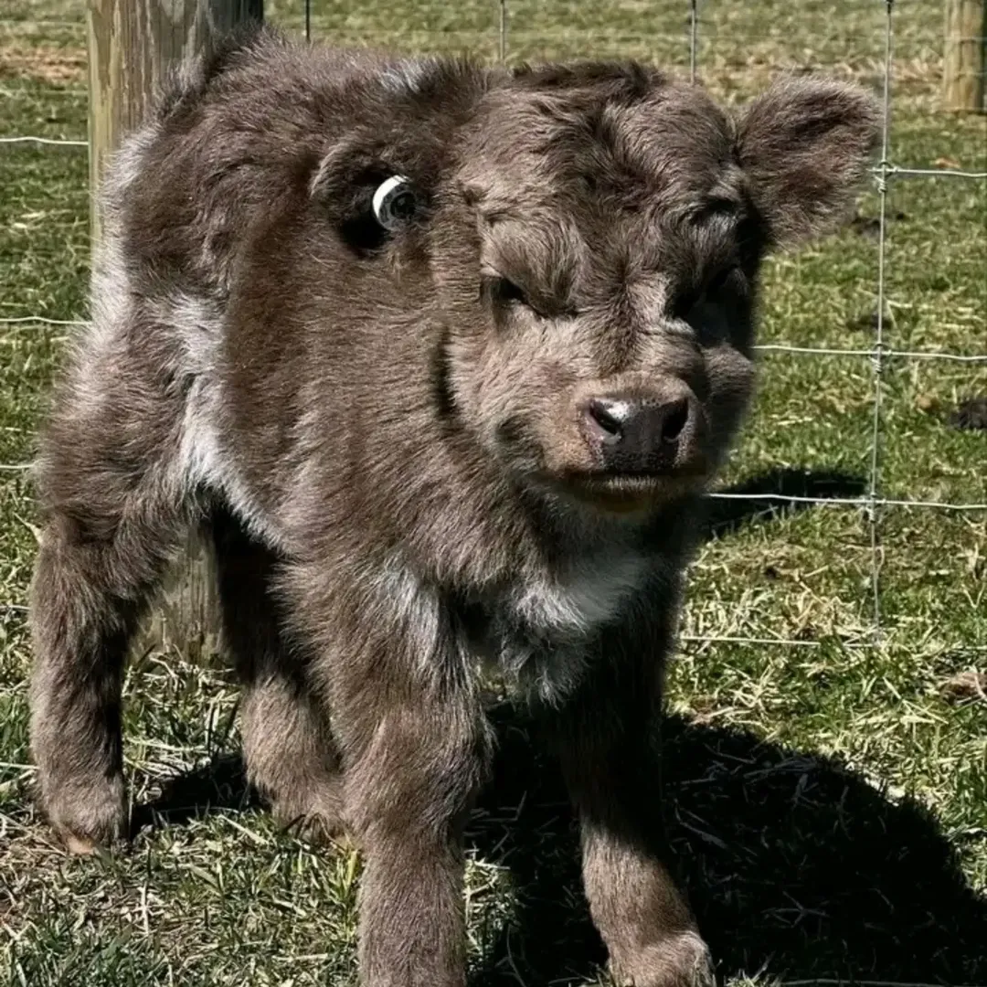 Boston, Pet Supplies, USD 900,  Stunning Mini Highland Calf For Sale
