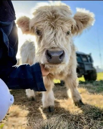 Chicago, Pet Supplies, USD 500,  Premium Mini Highland Calf For Sale
