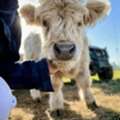 USD 500,  Premium Mini Highland Calf For Sale