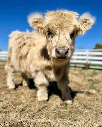 Chicago, Pet Supplies, USD 500,  Premium Mini Highland Calf For Sale