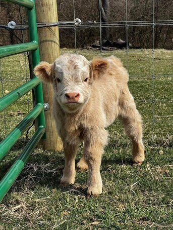 Los Angeles, Pet Supplies, USD 1200,  Mini Bottle Calves Still Available For Rehoming