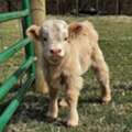 USD 1200,  Mini Bottle Calves Still Available For Rehoming