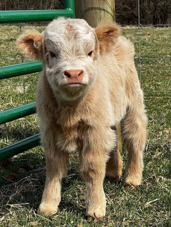 Los Angeles, Pet Supplies, USD 1200,  Mini Bottle Calves Still Available For Rehoming