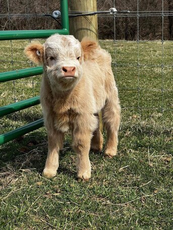 Los Angeles, Pet Supplies, USD 1200,  Mini Bottle Calves Still Available For Rehoming