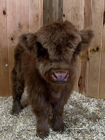 Puerto Rico, Pet Supplies, USD 400,  Mini Highland Available For Rehoming.