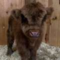 USD 400,  Mini Highland Available For Rehoming.