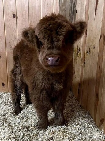 Puerto Rico, Pet Supplies, USD 400,  Mini Highland Available For Rehoming.